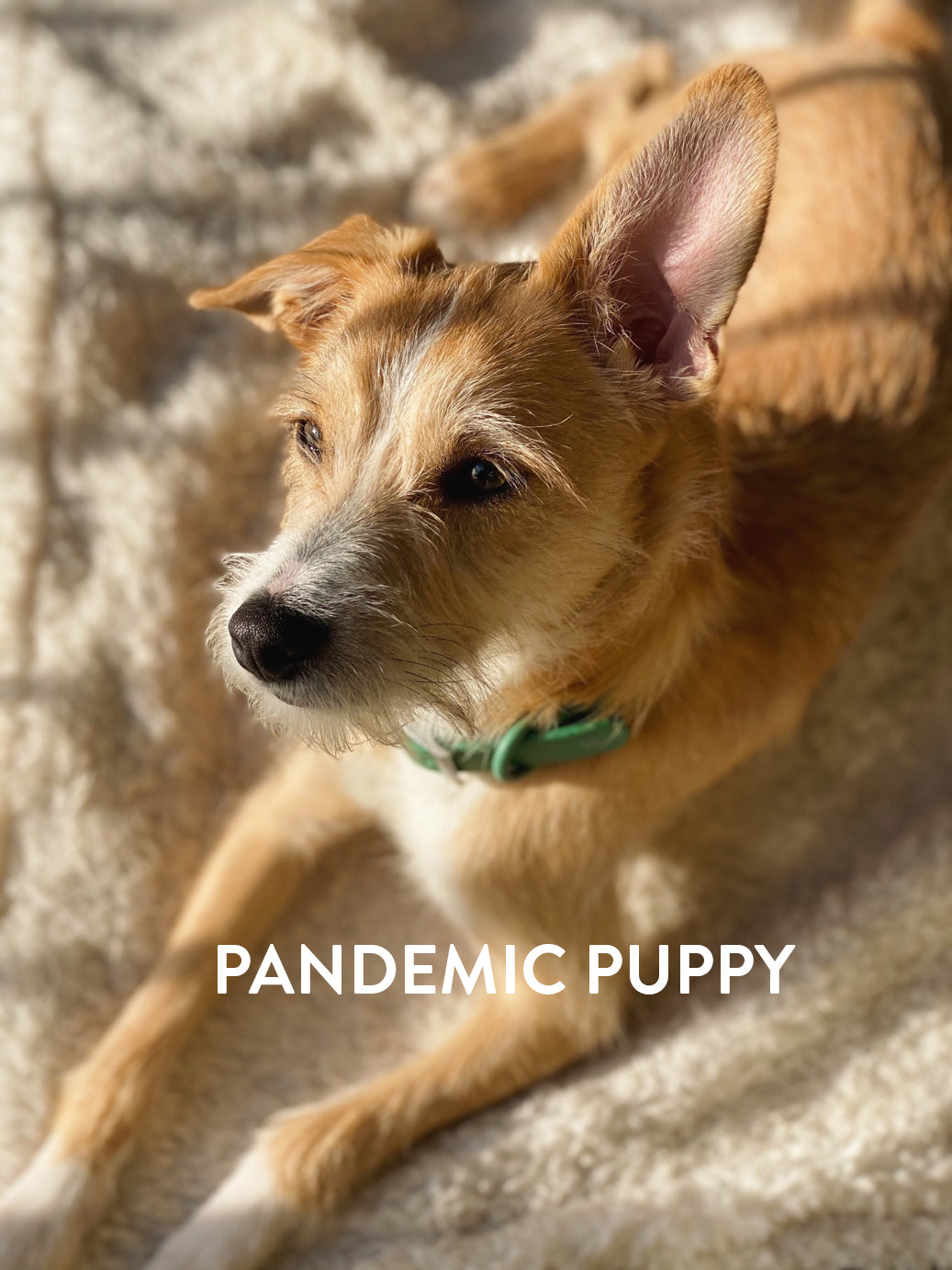 Pandemic Puppy