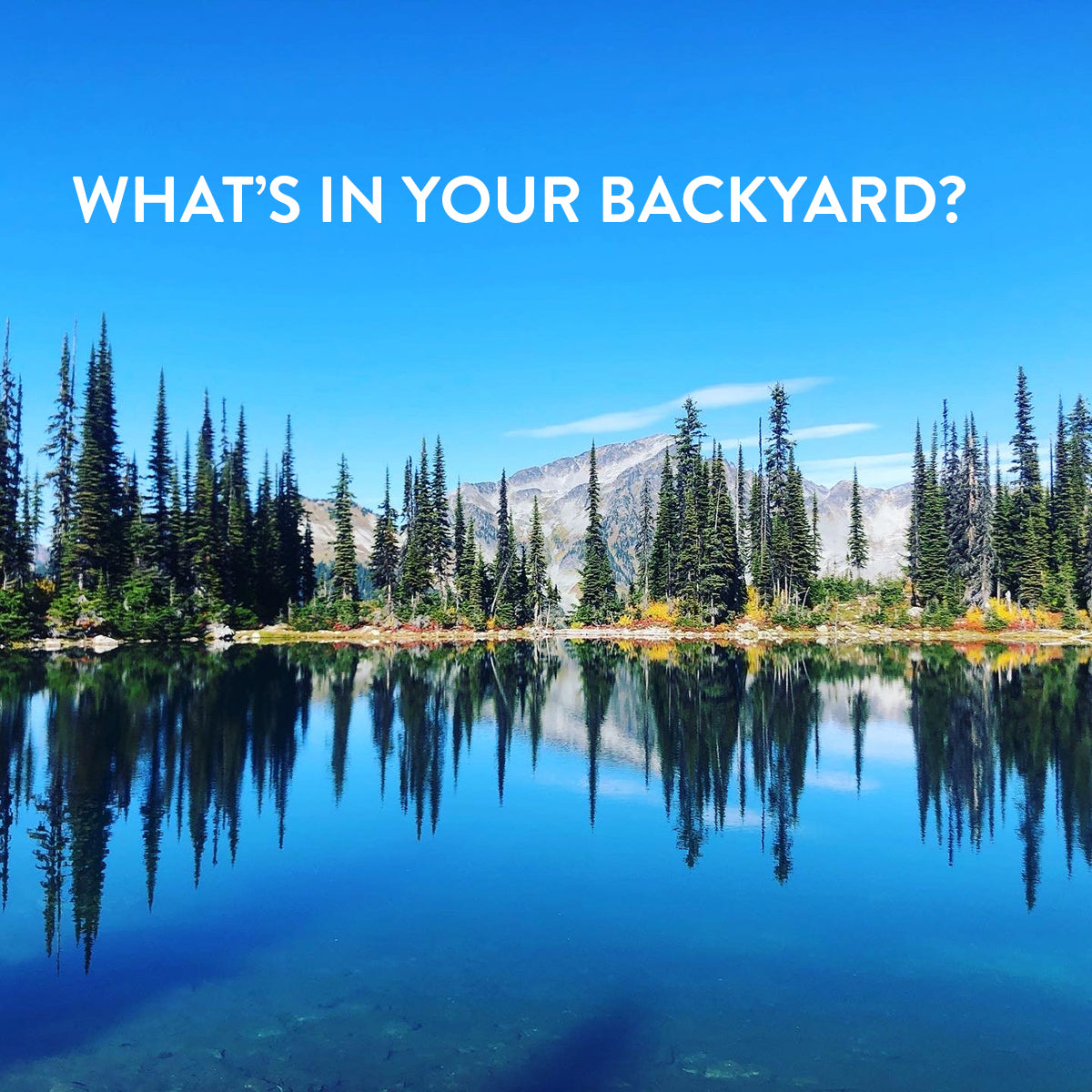 What's in Your Backyard?