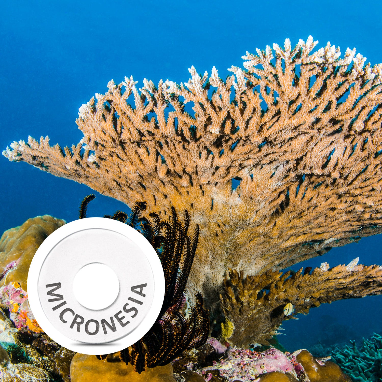 MICRONESIA Ring